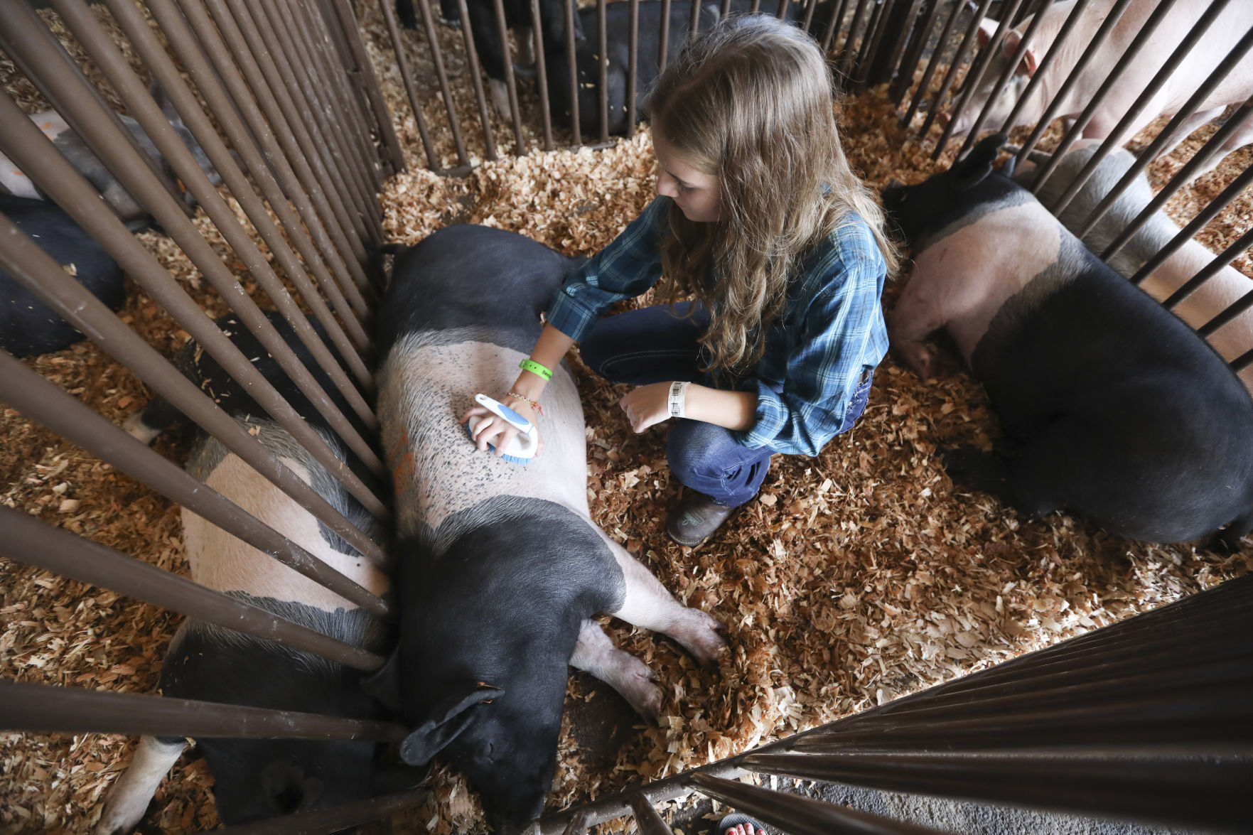 Benton County Fair Photo 3